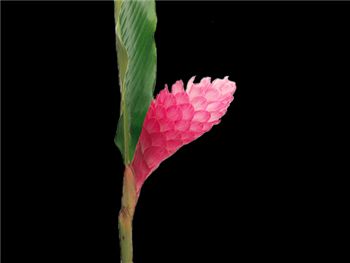 Kimi Pink Zingiberaceae