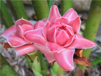 Pink Zingiberaceae