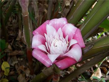 Venusta Zingiberaceae