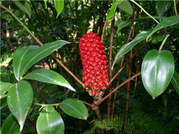 Wax Zingiberaceae