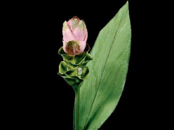 Pink HFC Zingiberaceae