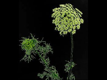 Visnaga HFC Apiaceae