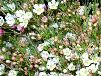 Bridal Perl White Apocynaceae