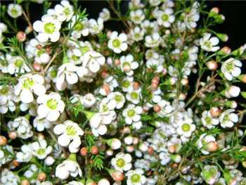 Esperance Apocynaceae