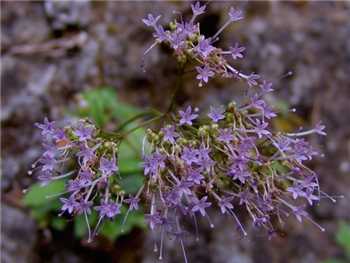 Caeruleum Apocynaceae