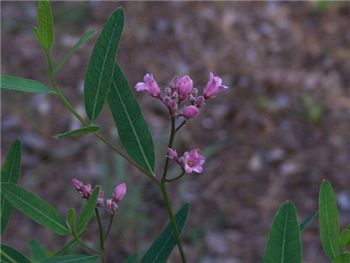 Venetum Apocynaceae