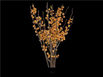 Ilex Gold Aquifoliaceae