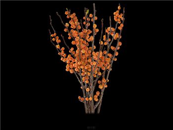 Ilex Orange Aquifoliaceae