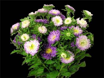 Bi-Lavender Asteraceae