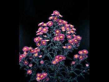 Hybrid Asteraceae