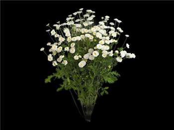 White Button Asteraceae