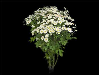 White Cushion Asteraceae