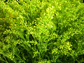 Solidago Asters