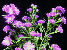 Sun Gal Asters