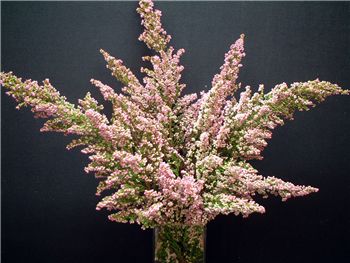 Lavender Mist Ericaceae