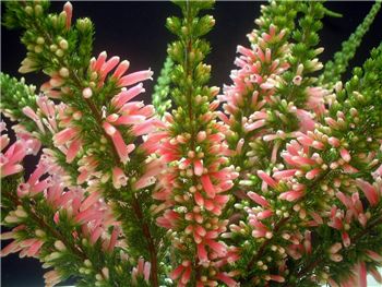 Pink Pearl Ericaceae