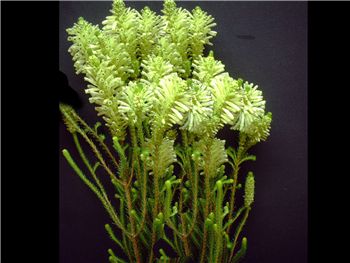 Sessiliflora Ericaceae