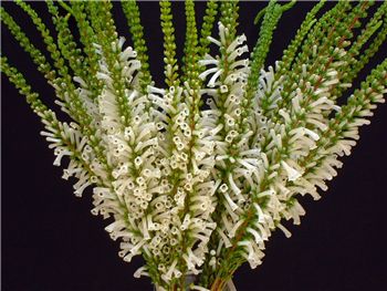 White Delight Ericaceae