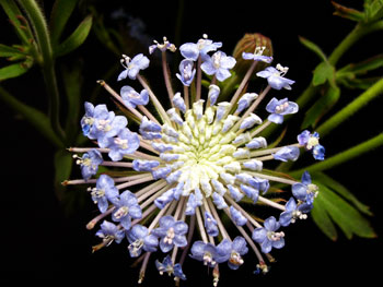 Blue Lace Laceflower