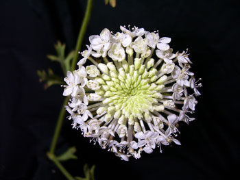 White Lace Laceflower