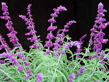 Sage Lamiaceae