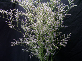 Misty Blue Limonium