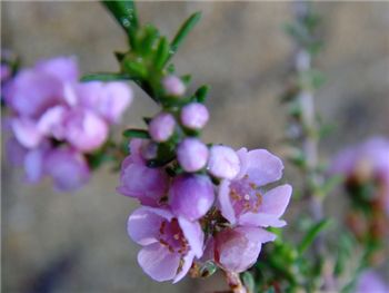 Burrawang Myrtaceae