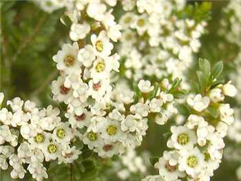 Calycina Myrtaceae