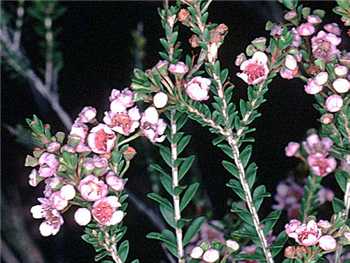 Saxicola Myrtaceae