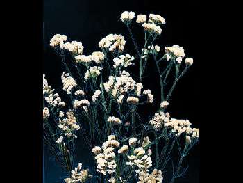 Sinuata White Plumbaginaceae