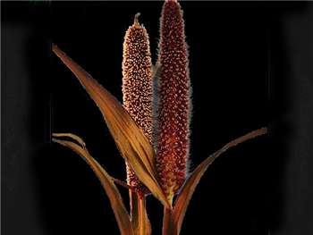 Black Millet Poaceae