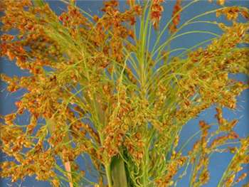 Broom Corn Poaceae