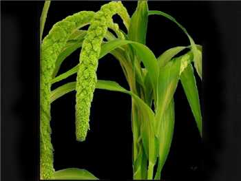 Green Millet Poaceae