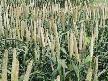 Peral Millet Poaceae