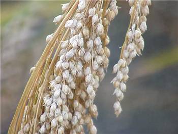 Proso Millet Poaceae