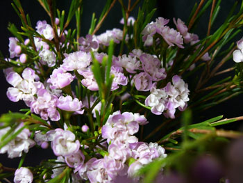 Lavender Wax Flower