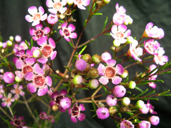 Purple Pride Wax Flower