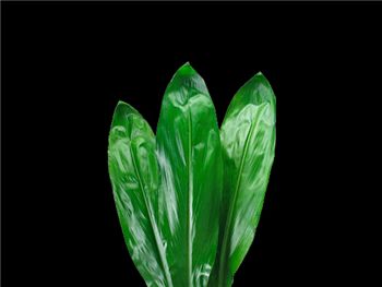 Green Asparagaceae