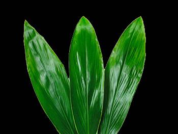 Green and White Asparagaceae