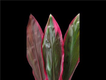 Red Asparagaceae