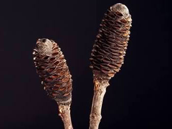 Banksia Sticks Australia