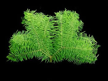 Star Fern Australia