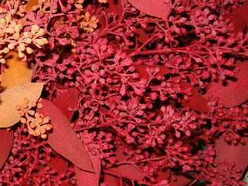 Seeded Eucalyptus Red