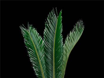 Sago Palm Cycadaceae