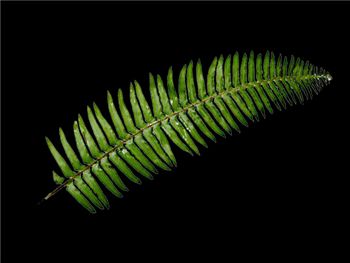 Sword Fern Dryopteridaceae