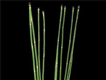 Equisetum laevigatum Equisetaceae