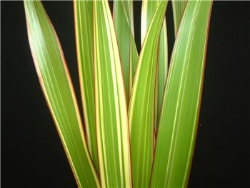 Tri-colour Hemerocallidaceae