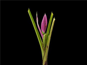 Lavender Flower Musaceae