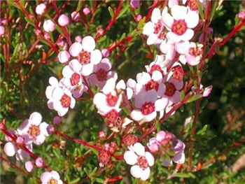 Winter Pink Myrtaceae