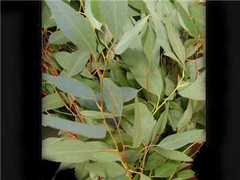 Diamond Eucalyptus Myrtaceae